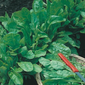 Mr Fothergill's Beet Leaf Perpetual Spinach Seeds (250 Pack)