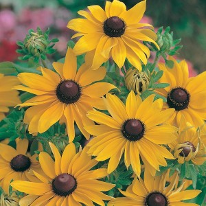 Mr Fothergill's Rudbeckia Marmalade Seeds (500 Pack)