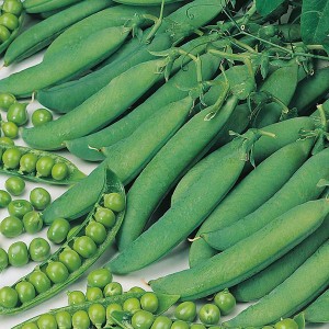 Mr Fothergill's Pea Hurst Green Shaft Seeds (400 Pack)