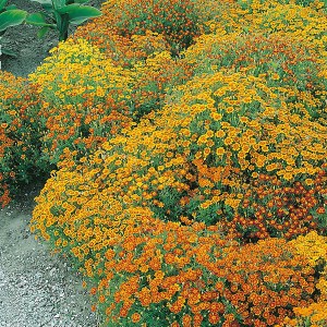 Mr Fothergill's Tagetes Starfire Mixed Seeds (150 Pack)