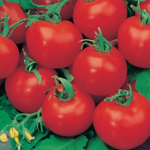 Mr Fothergill's Tomato (Standard) Shirley F1 Seeds
