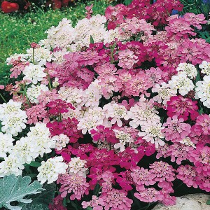 Mr Fothergill's Candytuft Fairy Mixed Seeds (500 Pack)