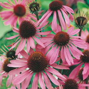 Mr Fothergill's Echinacea Large Flowered Purple Coneflower Seeds (50 Pack)