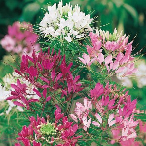 Mr Fothergill's Cleome Colour Fountain Seeds (250 Pack)