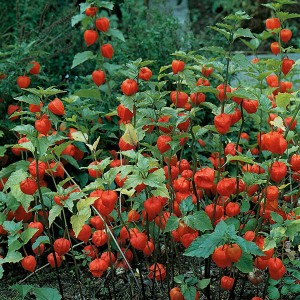 Mr Fothergill's Chinese Lanterns Seeds (150 Pack)
