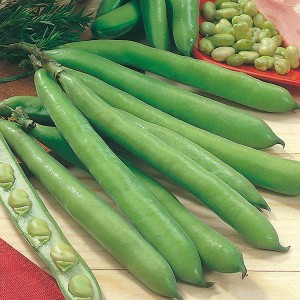 Mr Fothergill's Broad Bean Aguadulce Seeds (50 Pack)