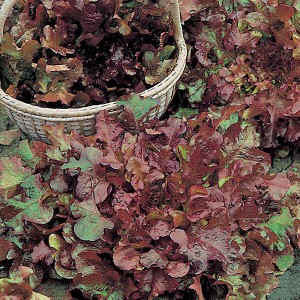 Mr Fothergill's Lettuce Salad Bowl Red (1250 Pack)