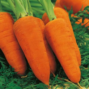 Mr Fothergill's Carrot Chanteney Red Cored 2 Seeds (2000 Pack)