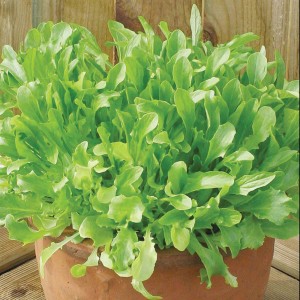 Mr Fothergill's Lettuce Mixed Green Salad Leaves (1000 Pack)