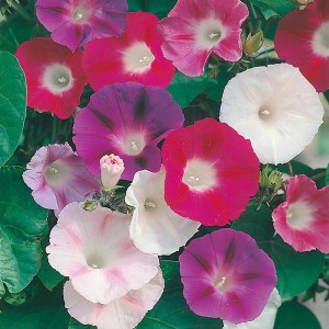 Mr Fothergill's Morning Glory Choice Mixed Seeds (50 Pack)