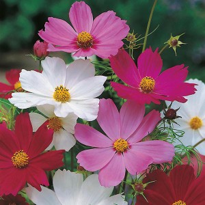 Mr Fothergill's Cosmos Sensation Mixed Seeds