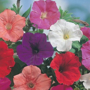Mr Fothergill's Petunia Confetti Mixed F2 Seeds (750 Pack)