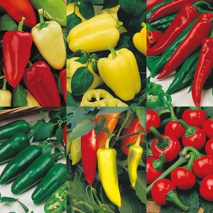 Mr Fothergill's Pepper Collection