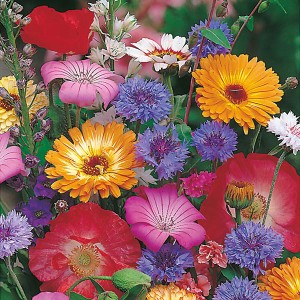 Mr Fothergill's Mixed Annuals Seeds (200 Pack)