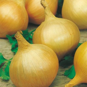 Mr Fothergill's Onion Bedfordshire Champion Seeds (350 Pack)