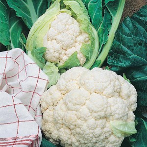 Mr Fothergill's Cauliflower All The Year Round Seeds (200 Pack)
