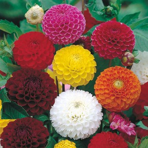 Mr Fothergill's Dahlia Pompon Mixed Seeds (50 Pack)