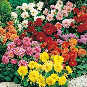 Mr Fothergill's Dahlia Figaro Mixed Seeds (40 Pack)