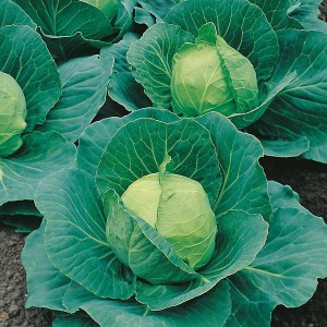 Mr Fothergill's Cabbage Golden Acre / Primo II Seeds (500 Pack)