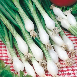 Mr Fothergill's Onion (Spring) White Lisbon Winter Hardy Seeds (650 Pack)