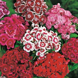 Mr Fothergill's Sweet William Monarch Mixed Seeds (500 Pack)