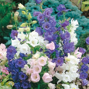 Mr Fothergill's Canterbury Bells Cup & Saucer Mixed Seeds (650 Pack)