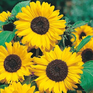 Mr Fothergill's Sunflower Hallo Seeds (30 Pack)