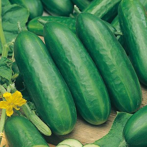 Mr Fothergill's Cucumber Socrates F1 Seeds (5 Pack)