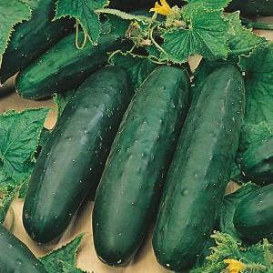 Mr Fothergill's Cucumber Marketmore Seeds (25 Pack)