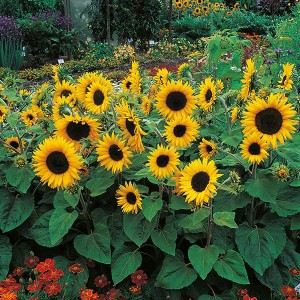 Mr Fothergill's Sunflower Little Dorrit F1 Seeds (25 Pack)