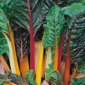 Mr Fothergill's Chard Bright Lights Seeds (150 Pack)