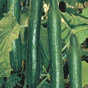 Mr Fothergill's Cucumber Telepathy F1 Seeds (10 Pack)
