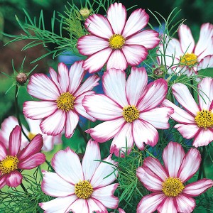 Mr Fothergill's Cosmos Candy Stripe Seeds