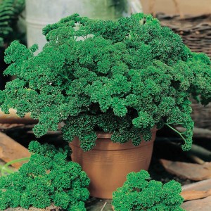 Mr Fothergill's Parsley Moss Curled 2 Seeds (1000 Pack)