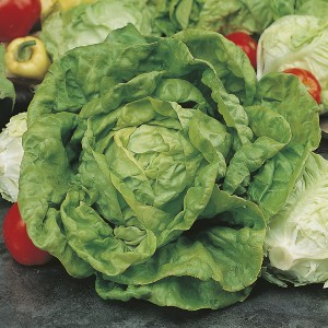 Mr Fothergill's Lettuce All The Year Round Seeds (1250 Pack)