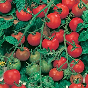 Mr Fothergill's Tomato (Cherry) Gardener's Delight Seeds (50 Pack)