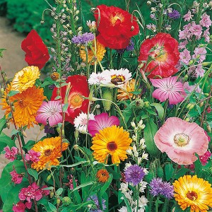 Mr Fothergill's Butterfly World Mixed Annuals Seeds