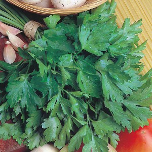 Mr Fothergill's Parsley Giant of Italy Seeds (750 Pack)