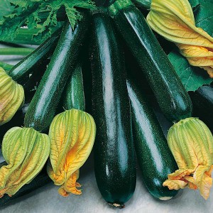 Mr Fothergill's Courgette Black Beauty Seeds (10 Pack)