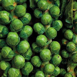 Mr Fothergill's Brussels Sprout Brodie F1 Seeds (40 Pack)