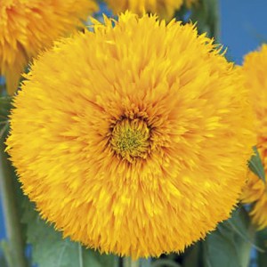 Mr Fothergill's Sunflower Sun King Seeds (20 Pack)