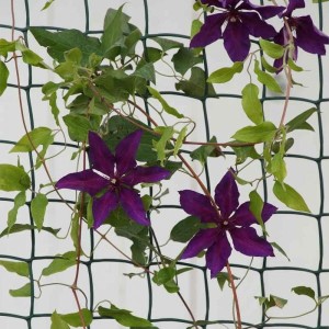 Climbing Plant and Fencing Mesh 50 x 50mm (1x5m) - Brown