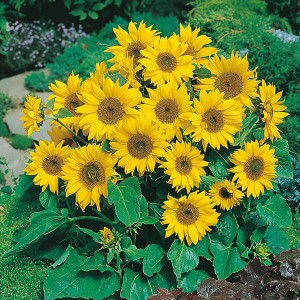 Mr Fothergill's Sunflower Little Leo (25 Pack)