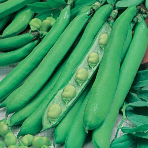 Mr Fothergill's Broad Bean Masterpiece Green Longpod Seeds (45 Pack)