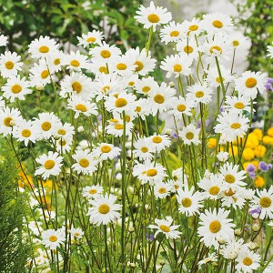 Mr Fothergill's Oxeye Daisy Plants (750 seeds)