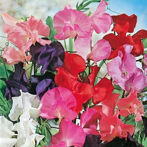 Mr Fothergill's Sweet Pea Tall Mixed Seeds (40 Pack)
