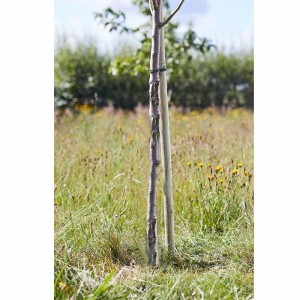 Round Tree Stake 1.5m x 35mm