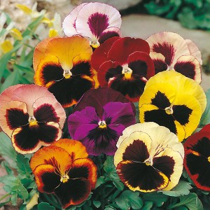 Mr Fothergill's Pansy Swiss Giants Mixed Seeds (150 Pack)