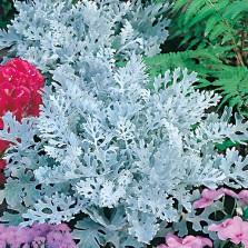 Mr Fothergill's Cineraria Silver Dust Seeds (200 Pack)
