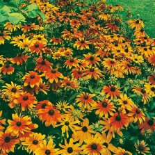 Mr Fothergill's Rudbeckia Rustic Dwarf Mixed Seeds (500 Pack)